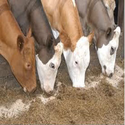 Cattle Feed Manufacturer Supplier Wholesale Exporter Importer Buyer Trader Retailer in Nagpur Maharashtra India